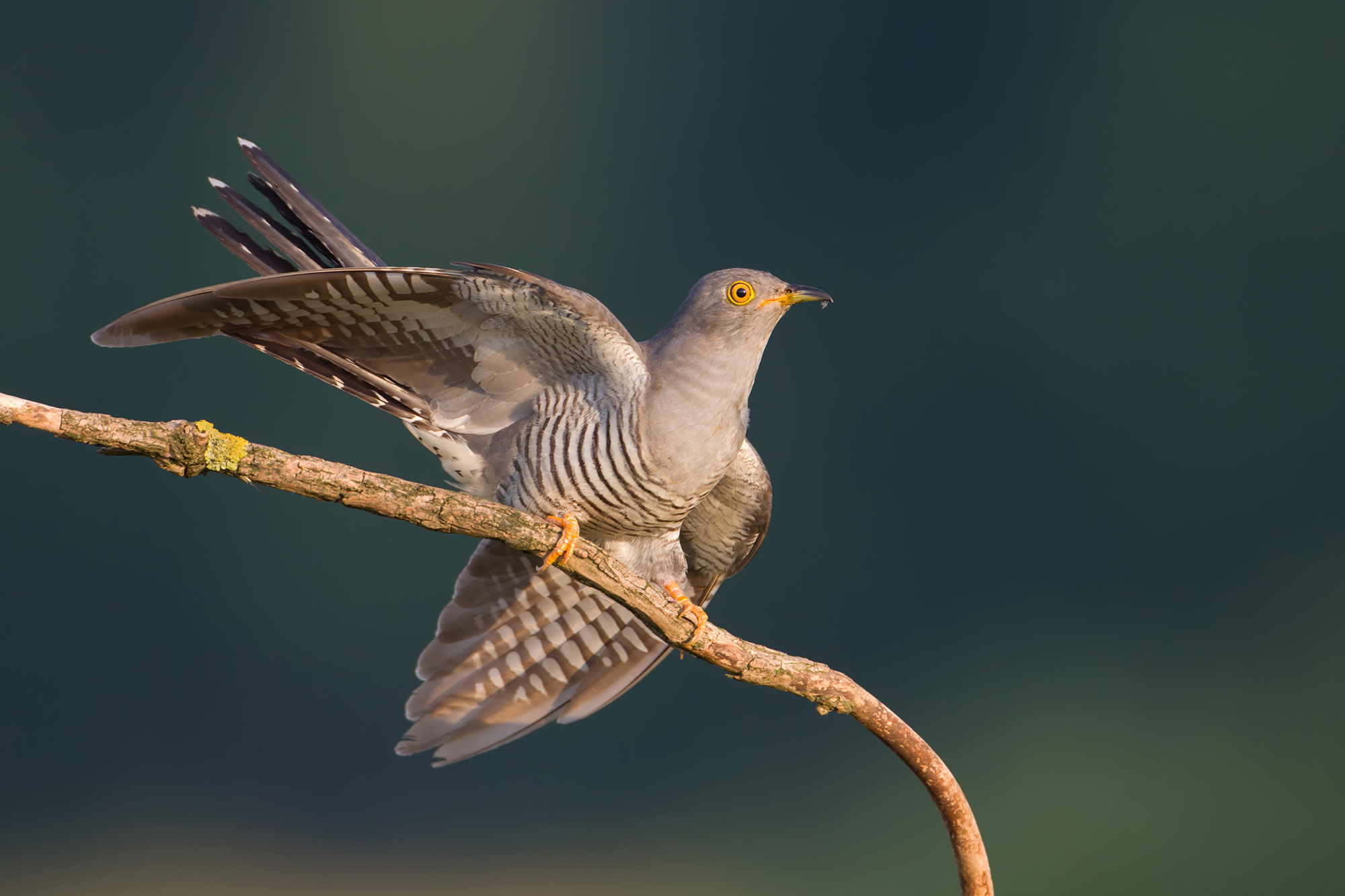 Bilder Von Kuckuck